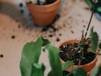 Deutlicher Rückgang des Torfanteils in Blumenerden und Kultursubstraten 2024