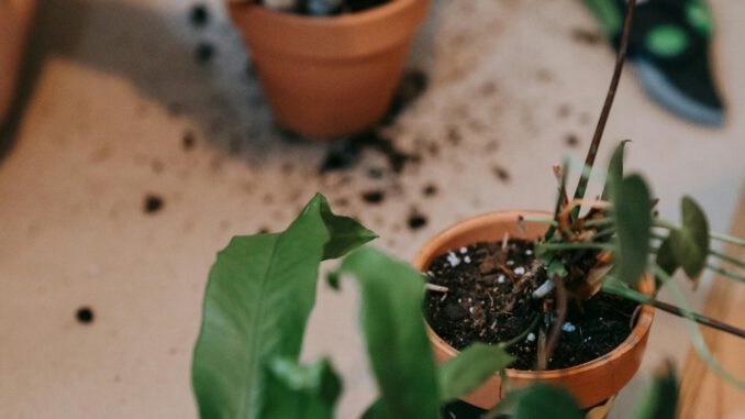 Deutlicher Rückgang des Torfanteils in Blumenerden und Kultursubstraten 2024