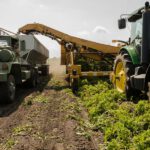 Erzeugerpreise sinken im Oktober 2025 deutlich, pflanzliche Produkte besonders betroffen