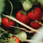 Freilanderdbeeren und Spargel 2026: Erntemengen deutlich unter den Vorjahren