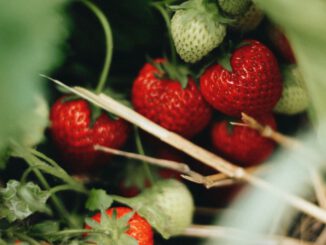 Freilanderdbeeren und Spargel 2026: Erntemengen deutlich unter den Vorjahren