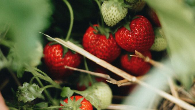 Freilanderdbeeren und Spargel 2026: Erntemengen deutlich unter den Vorjahren
