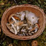 Speisepilzernte 2025 leicht gestiegen Champignons dominieren die Produktion