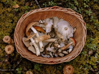 Speisepilzernte 2025 leicht gestiegen Champignons dominieren die Produktion